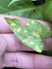 Puccinia convolvuli