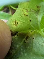 Puccinia convolvuli