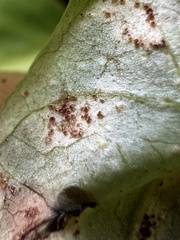 Puccinia convolvuli