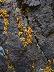 Xanthomendoza