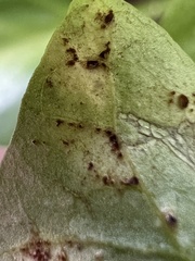 Puccinia convolvuli