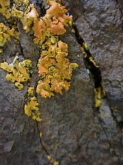 Xanthomendoza