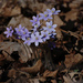Sharp-lobed Hepatica - Photo (c) Erutuon, some rights reserved (CC BY-SA)