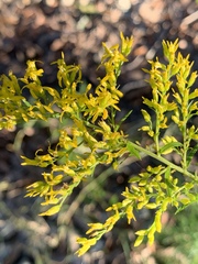 Solidago odora