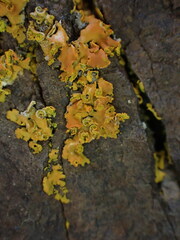Xanthomendoza