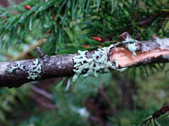 Hypogymnia enteromorpha