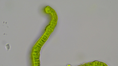 Schistidium rivulare