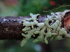 Hypogymnia enteromorpha