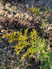 Solidago odora