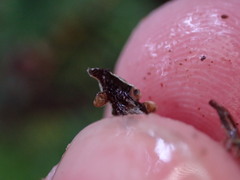 Hypogymnia enteromorpha