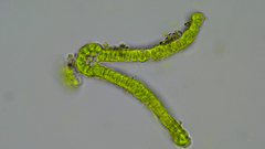 Schistidium rivulare