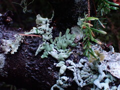 Hypogymnia enteromorpha