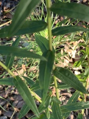 Solidago odora
