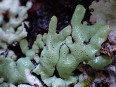 Hypogymnia enteromorpha