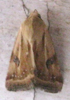 Heliothis scutuligera