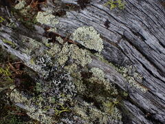 Parmeliopsis ambigua