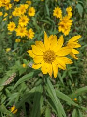 Helianthus grosseserratus