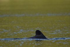 Cephalorhynchus eutropia