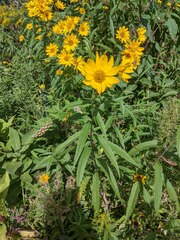 Helianthus grosseserratus