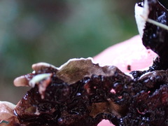 Hypogymnia enteromorpha