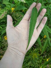 Helianthus grosseserratus