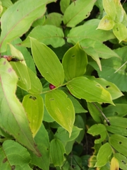 Streptopus lanceolatus