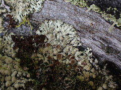 Parmeliopsis ambigua