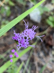 Liatris pilosa