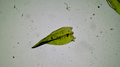 Schistidium rivulare