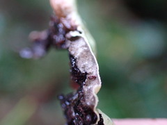 Hypogymnia enteromorpha