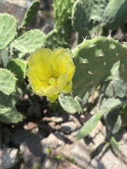 Opuntia