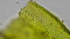 Schistidium rivulare