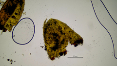 Schistidium rivulare