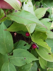 Streptopus lanceolatus