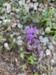 Liatris pilosa