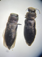 Anthaxia viridifrons