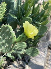 Opuntia