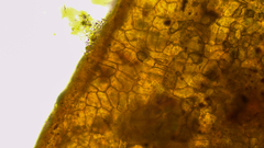 Schistidium rivulare