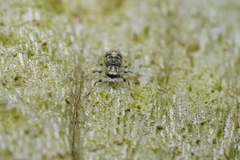 Mesopsocus