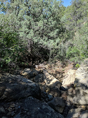 Schistidium rivulare