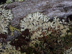 Parmeliopsis ambigua