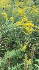 Liatris pycnostachya