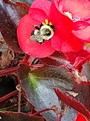 Bombus impatiens