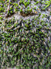 Schistidium rivulare