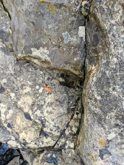 Schistidium rivulare