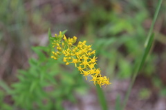 Solidago chapmanii