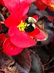 Bombus impatiens