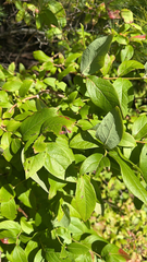 Vaccinium corymbosum