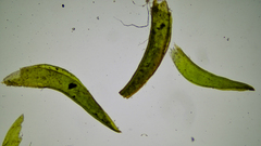 Schistidium rivulare