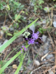 Liatris pilosa
